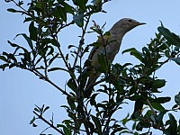 Jantar Mantar - Vogelparadies