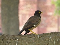 Die Vögel lieben die Parks