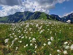 Grasberge und Wollgras