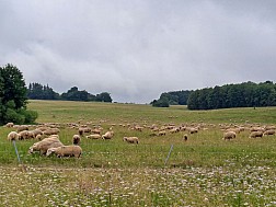 Idyll auf dem ehemaligen Truppenübungsplatz