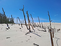 Totholz auf der Wanderdüne