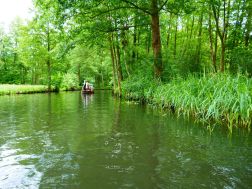 Spreewald: Wasser und Grün