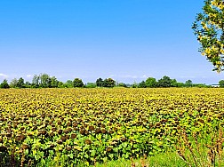 Sonnengereifte Sonnenblumen